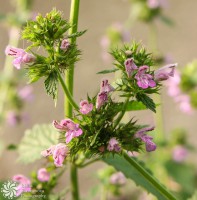 /album/tsvetya-flowers/nezhni-tsvetcheta-tender-flowers-jpg1/